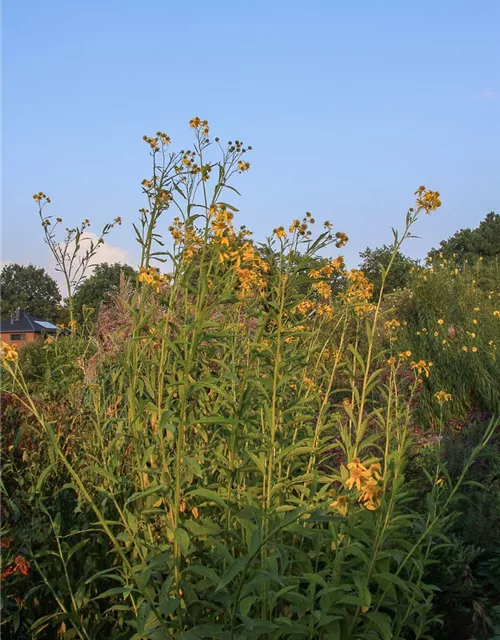 Wechselständigbeblätterter Kronbart
