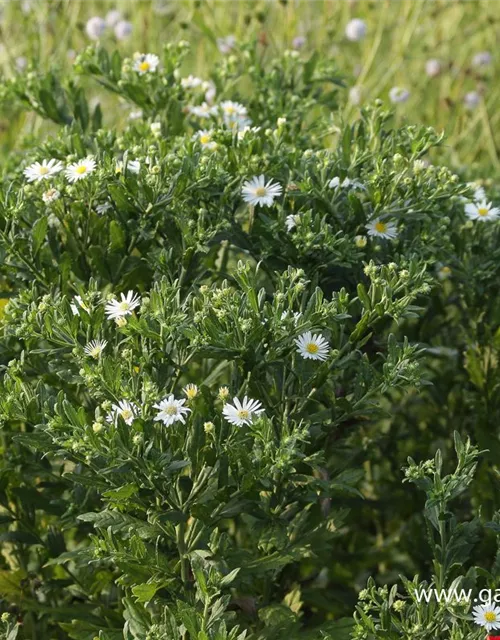 Wild-Aster 'Ashvi'