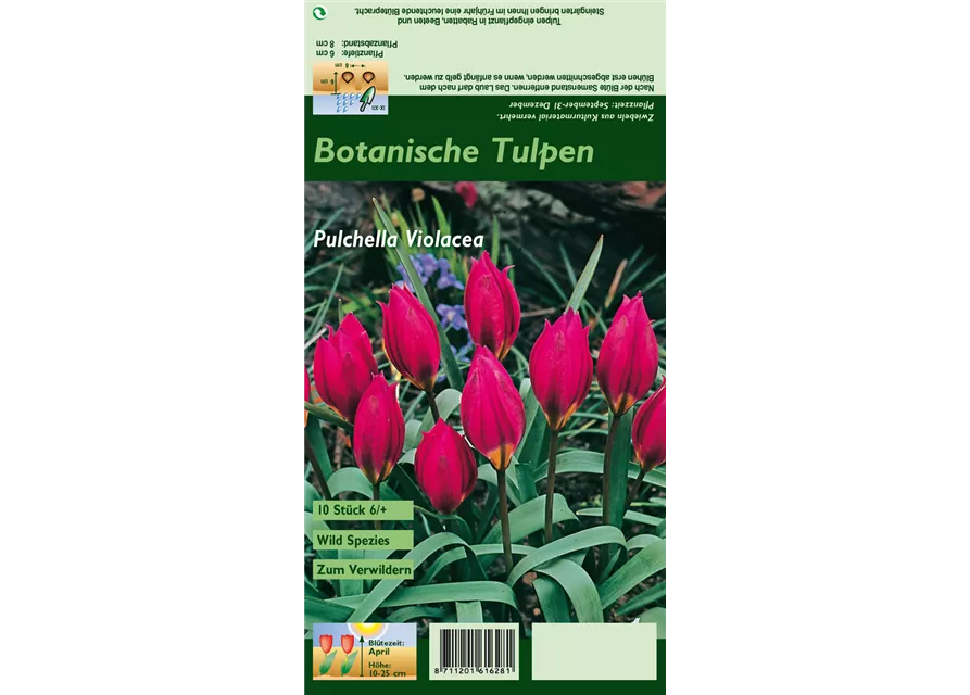 Wildtulpe 'Violacea'