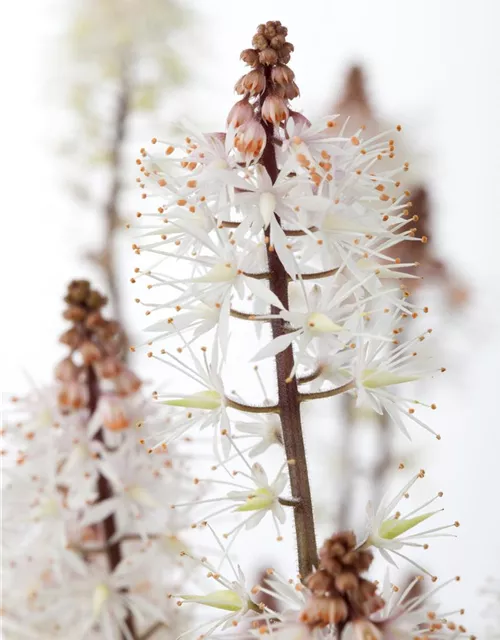 Zipfelblättrige Garten-Schaumblüte