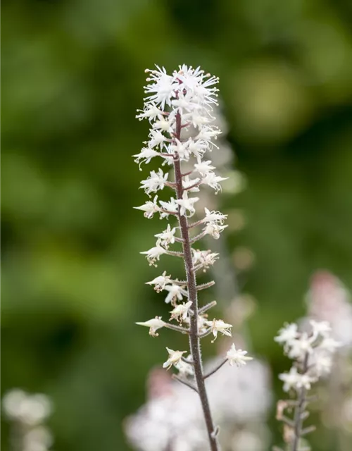 Zipfelblättrige Garten-Schaumblüte