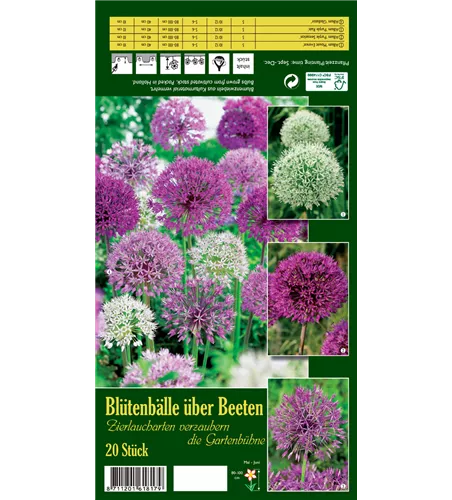 Zierlauch 'Blütenbälle über Beeten'