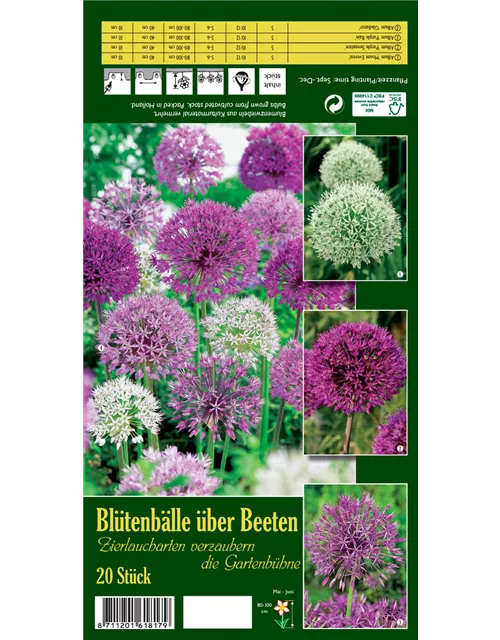Zierlauch 'Blütenbälle über Beeten'