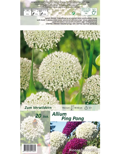 Zierlauch 'Ping Pong'