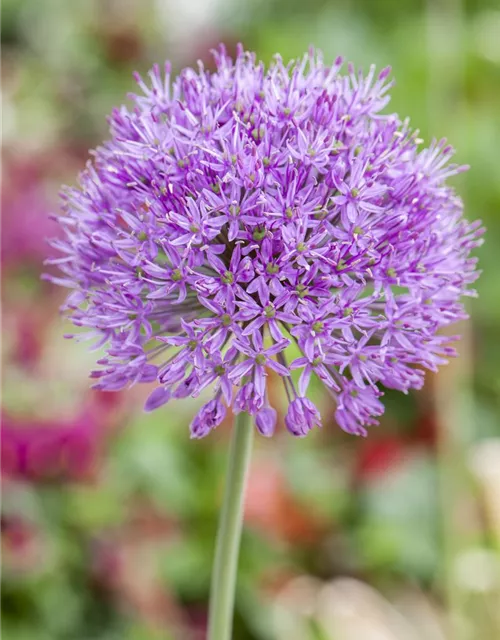 Zierlauch 'Purple Rain'