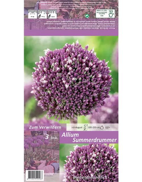 Zierlauch 'Summer Drummer'