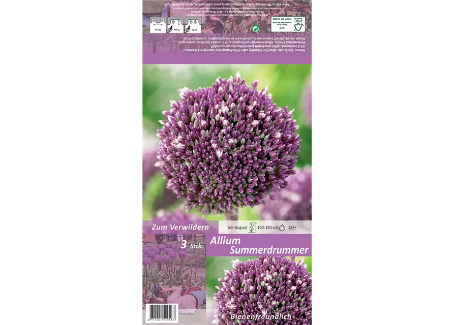 Zierlauch 'Summer Drummer'