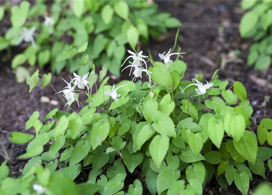 Zierliche Garten-Elfenblume 'Niveum'