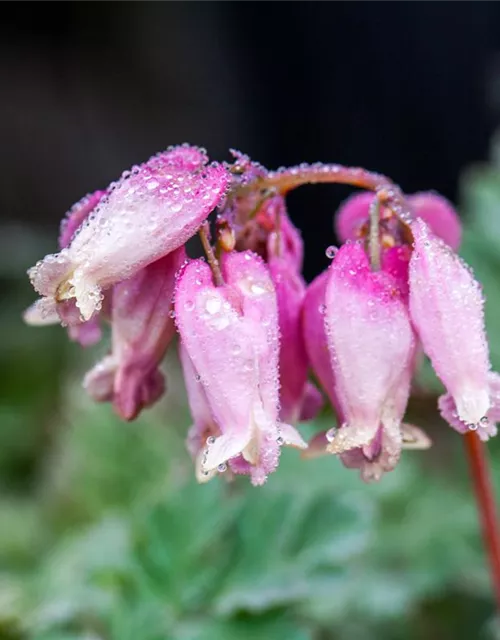 Zwergige Garten-Herzblume 'Luxuriant'