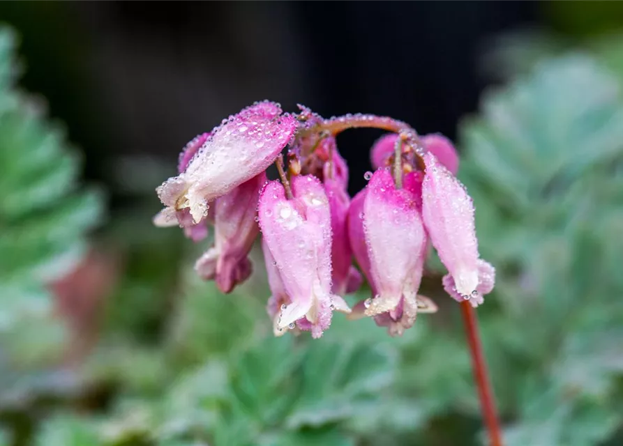 Zwergige Garten-Herzblume 'Luxuriant'