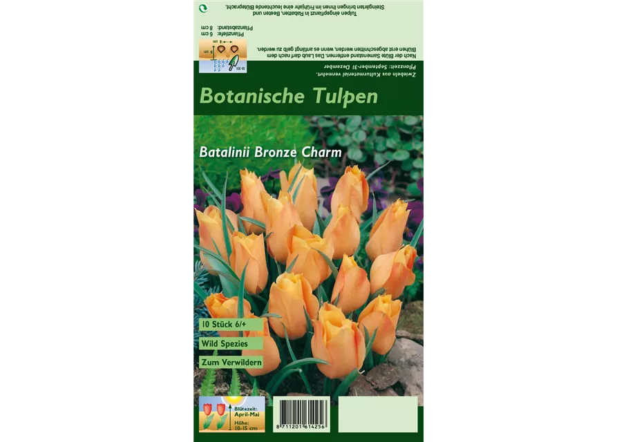 Zwerg-Tulpe 'Bronze Charm'
