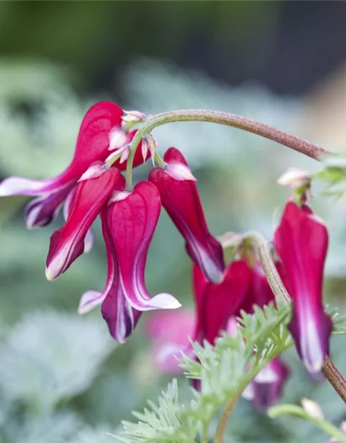 Zwergige Garten-Herzblume 'Burning Hearts'®