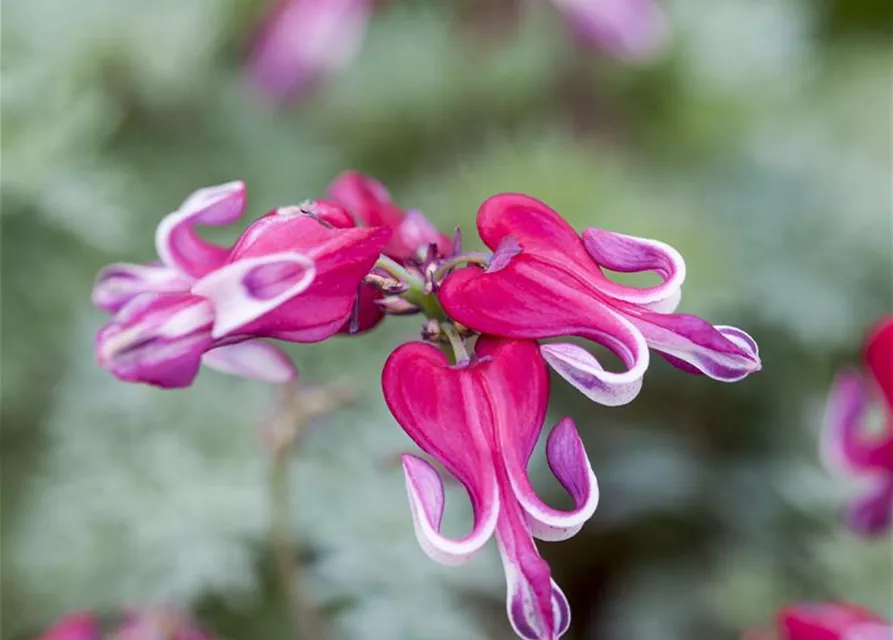 Zwergige Garten-Herzblume 'Burning Hearts'®