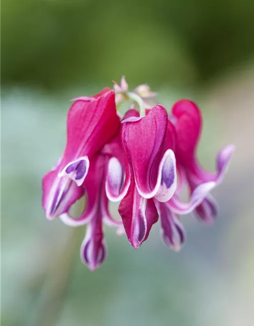 Zwergige Garten-Herzblume 'Burning Hearts'®