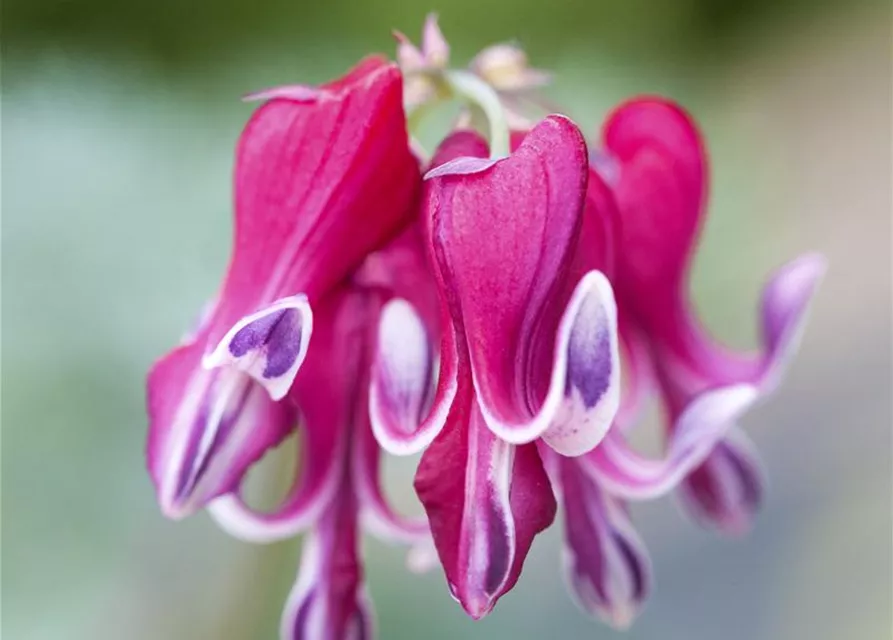 Zwergige Garten-Herzblume 'Burning Hearts'®