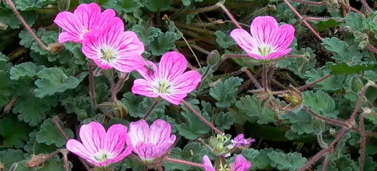 Zwergiger Garten-Reiherschnabel 'Bishop´s Form'