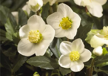 SCHöNE CHRISTROSEN!