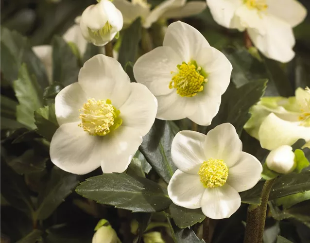 SCHöNE CHRISTROSEN!