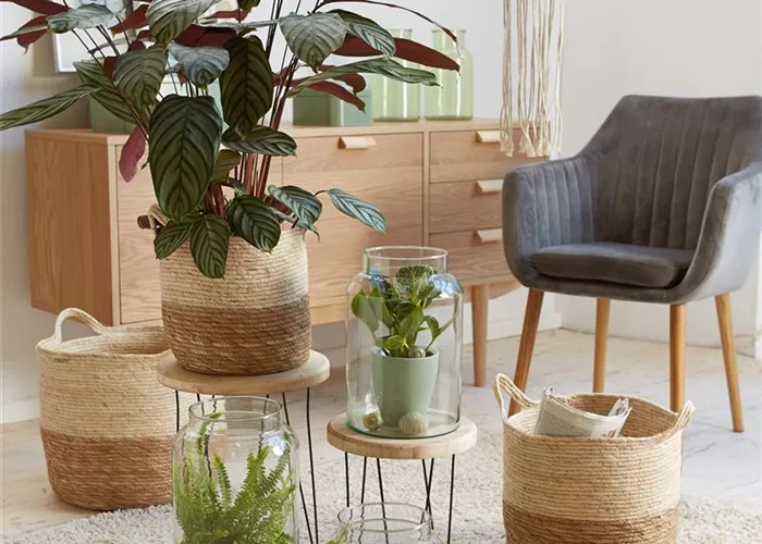 RAUMKLIMA MIT ZIMMERPFLANZEN!