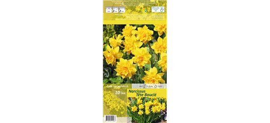 Alpenveilchenartige Garten-Narzisse