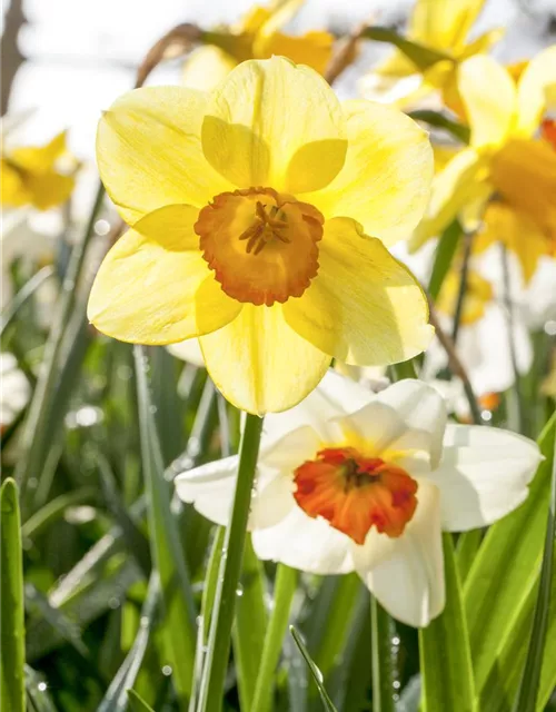 Großkronige Narzisse