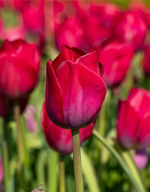 Triumph Tulpe