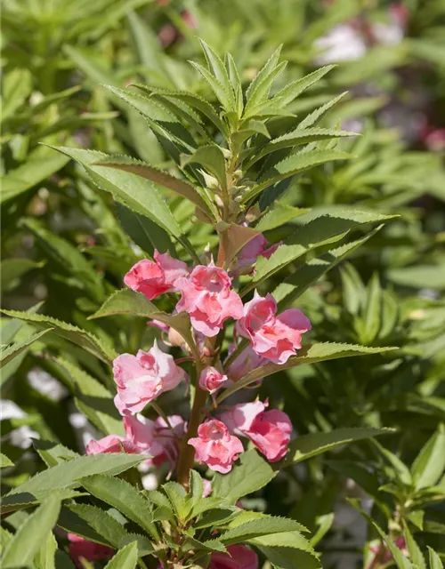 Garten-Balsamine-Samen