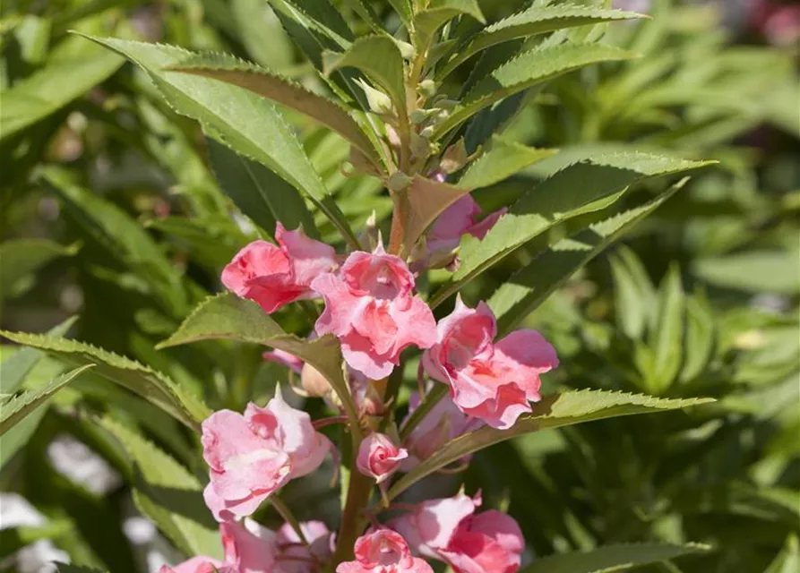 Garten-Balsamine-Samen