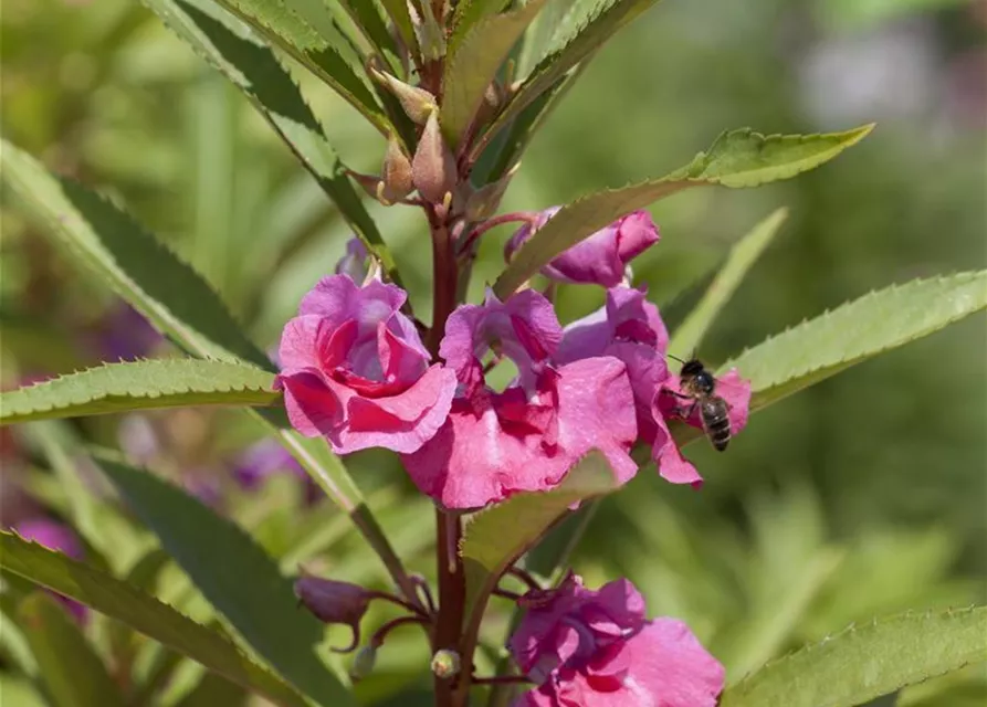 Garten-Balsamine-Samen