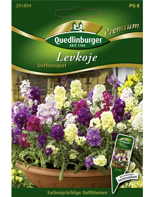 Garten-Levkoje-Samen 'Duftbouquet'