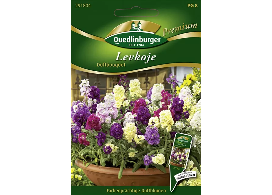 Garten-Levkoje-Samen 'Duftbouquet'