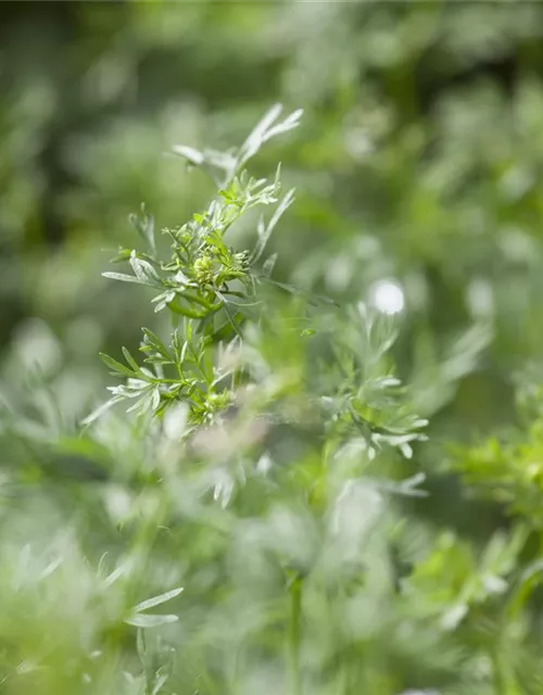 Koriandersamen 'Cilantro'