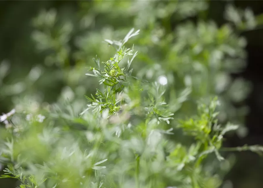 Koriandersamen 'Cilantro'