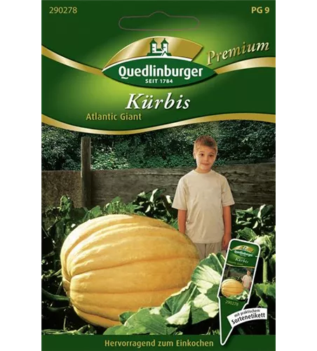 Kürbissamen 'Atlantic Giant'