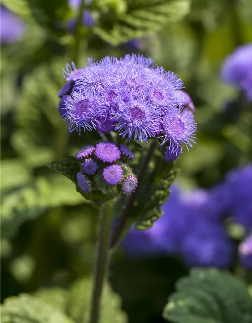 Leberbalsamsamen 'Blaues Meer'