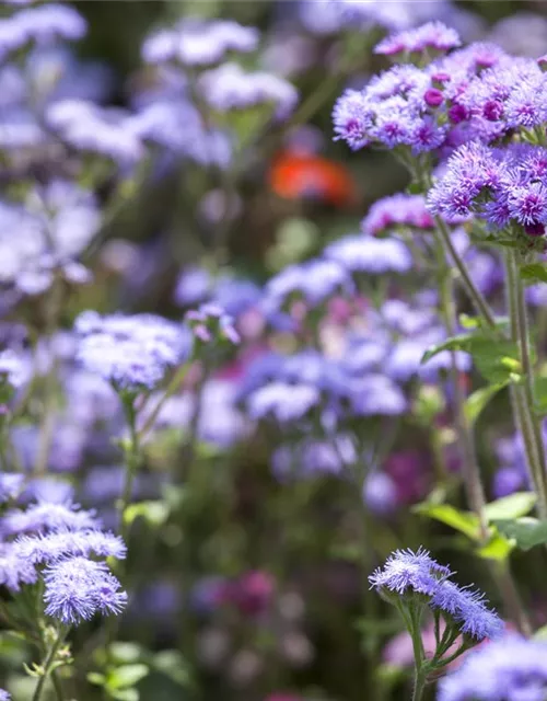 Leberbalsamsamen 'Blaues Meer'