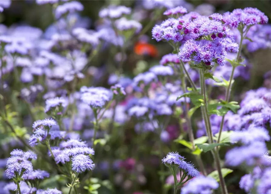 Leberbalsamsamen 'Blaues Meer'