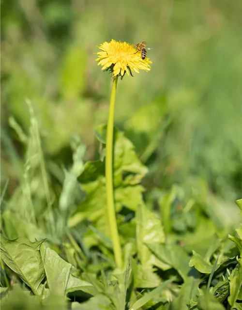 Löwenzahnsamen 'Verbesserter Vollherziger'