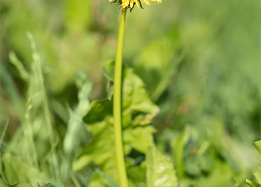 Löwenzahnsamen 'Verbesserter Vollherziger'