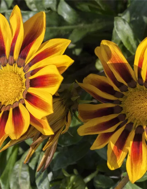 Mittagsgoldsamen 'Daybreak Red Stripe F1'