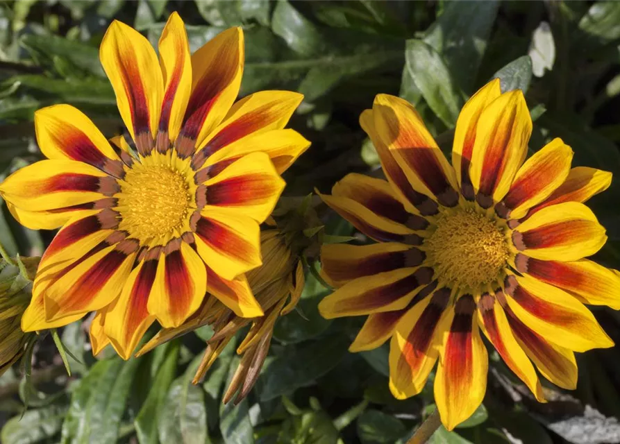 Mittagsgoldsamen 'Daybreak Red Stripe F1'