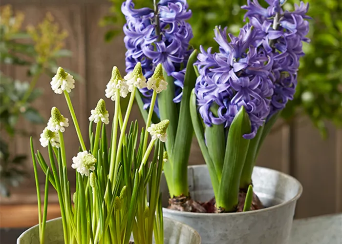 HALLO FRüHLING! HALLO FRüHLING!