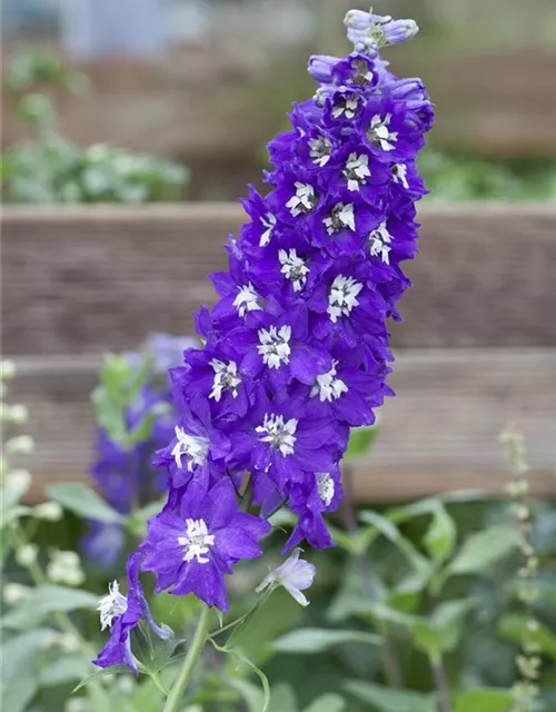 Pacific-Rittersporn-Samen