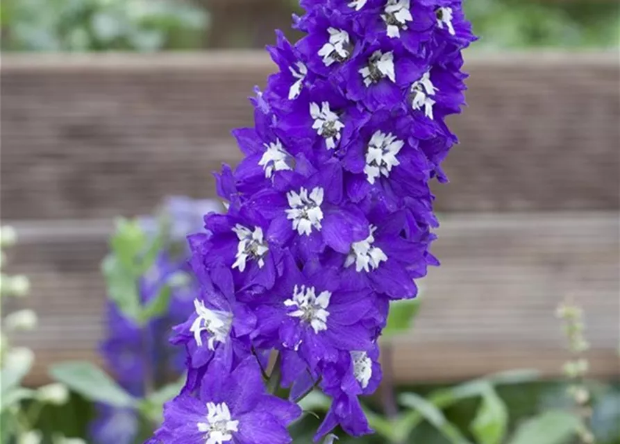 Pacific-Rittersporn-Samen