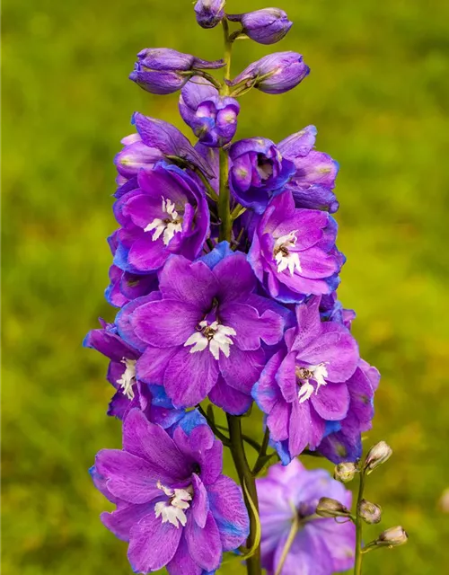 Pacific-Rittersporn-Samen