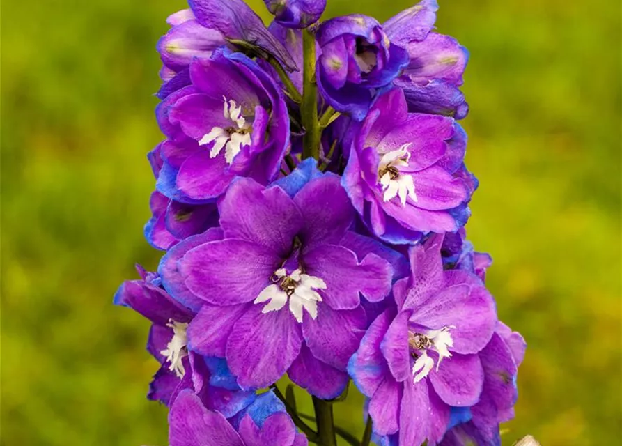 Pacific-Rittersporn-Samen