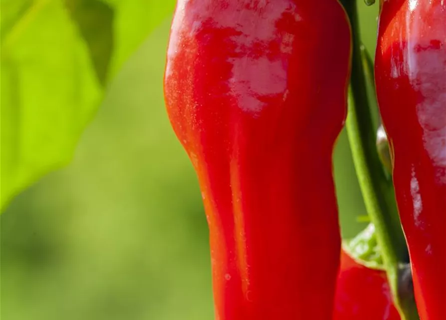 Paprikasamen 'Demetra'