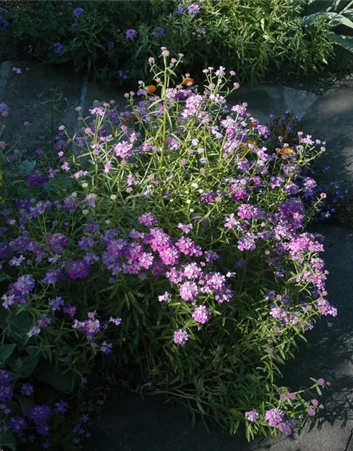 Schleifenblumensamen
