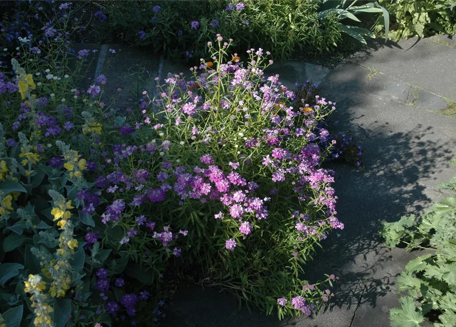 Schleifenblumensamen