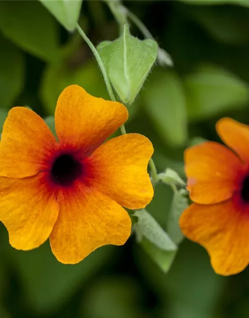 Schwarzäugige Susanne-Samen, orange